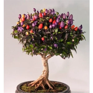 Ayc Botanik Şili Bonsai Ağacı Tohumu-10 Adet