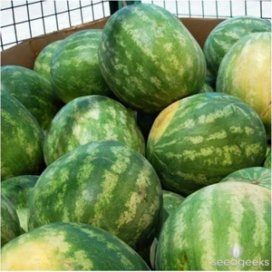 Ayc Botanik Agrobazaar Allsweet Karpuz 10+ Tohum
