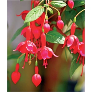 Küpe Çiçeği Tohumu 5 Adet 1. Kalite