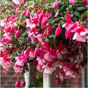 Ayc Botanik Küpe Çiçeği Tohumu Pembe 10 12 Adet