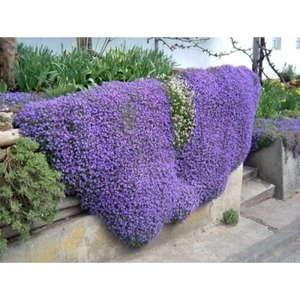 Ayc Botanik 10 Adet Mor Renkli Sarkan Obrizya Çiçek Tohumu