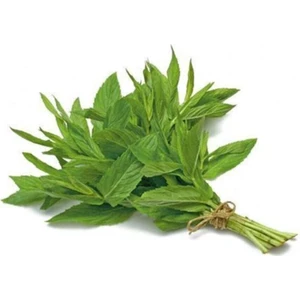 Erkenci Yayılıcı Yediveren Nane Tohumu 50 Adet Tohum