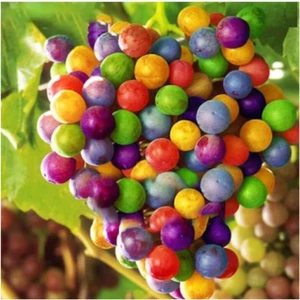 Ayc Botanik Nadir Ithal Renkli Üzüm Tohumu 5 Adet Tohum
