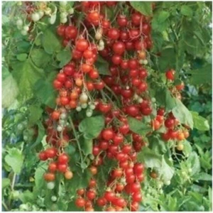 Ayc Botanik Agrobazaar Salkım Cherry Domates 25+Tohum