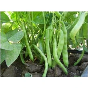 Boncuk Ayşe Fasulye 10+ Adet Tohum