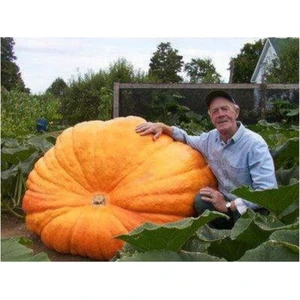 Eko Paket 30 Adet Tohum Atlantik Giant Dev Kabak Tohumu