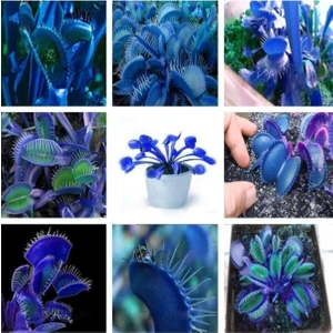 Ayc Botanik 10 Adet Mavi ( Blue ) Venüs Sinek Kapan Etobur Bitki Tohumu