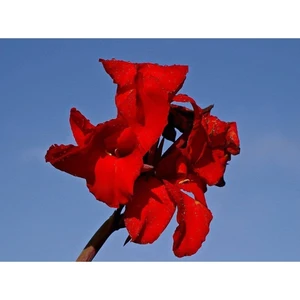 Ayc Botanik 5 Adet Red Canna Lily Tohumu
