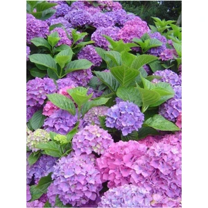 Ayc Botanik Pembe Karışık Ortanca Çiçeği Tohumu-10 15 Adet