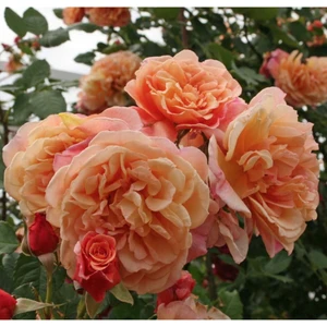 Ayc Botanik 5 Adet Turuncu Aloha Gül Tohumu