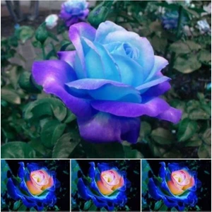 Ayc Botanik 5 Adet Night Blue Gül Tohumu