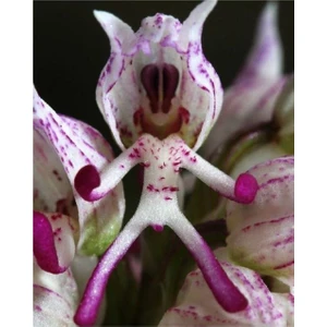 Ayc Botanik Nadir Insan Orkide Tohumu 5 Adet Tohumu Çiçek Tohumu