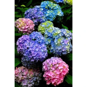 Ayc Botanik 15 Adet Karışık Renkli Özel Ortanca Çiçeği Tohumu