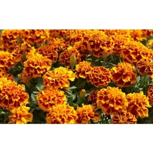 Karagöz Kadife Çiçeği Tohumu