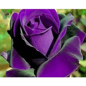 5 Adet Dragon Rose Purple Tohumu