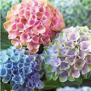 Ayc Botanik Üç Renkli Ortanca Çiçeği Tohumu 10 12 Adet