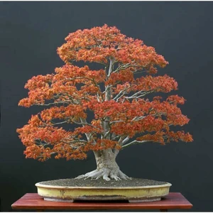 Acer Palmatum Bonsai Tohumu 3 Adet