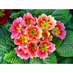 Açık Pembe Çuha Çiçeği Tohumu 10 15 Adet