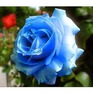 5 Adet Mavi Gül Tohumu