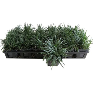 TNC Garden Groups Osmanlı Çimi - Ophiopogon Japonicus - 50 Adet