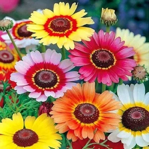 Murat Tohumculuk Çingene Eteği Çiçeği Tohumu 15 Adet Tohum