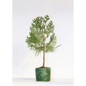Tunç Botanik Bonsai Thuja Orientalis 2 Adet - Hediyelik Bonsai (Yeşil Saksı)