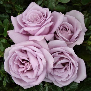 Masal Garden  Açık Kök Gül Fidanı ( Şeker Pembesi ) 30 40 cm Boy