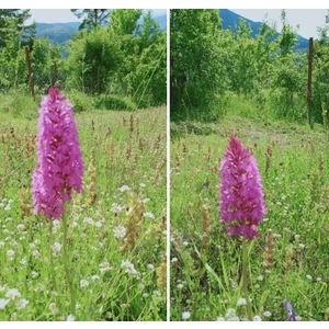 Tropikal Antalya Salep Tohumu 100 Adet