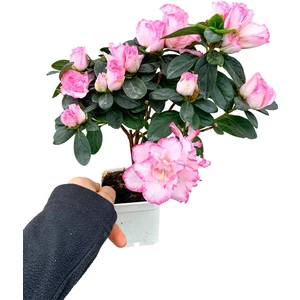 Retro Çiçekçilik Pembe Çiçekli Açelya Bitkisi Azalea