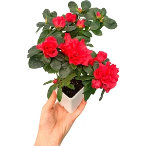 Retro Çiçekçilik Kırmızı Çiçekli Açelya Bitkisi Azalea