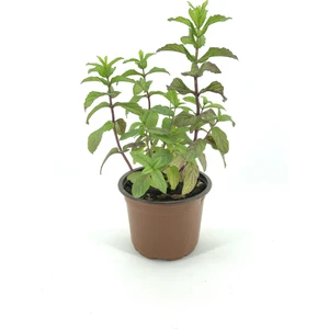 My Botanik Nane 15-20 cm Saksıda