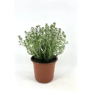My Botanik Kekik 15-20 cm Saksıda