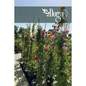 Doğa Fidancılık Tüplü Uzun Sarmaşık Gül Fidanı Karışık Renk 5 Yaş