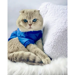 Mavi Superman Kedi Tişörtü Kedi Kıyafeti Kedi Elbisesi