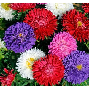 Isparta Gülü Beyaz Kirmizi Turuncu Sarı Renk Kasımpatı Çiçeği Fidesi 10-20 cm