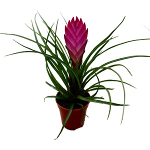 Tillandsia Cyanea (Hava Bitkisi)