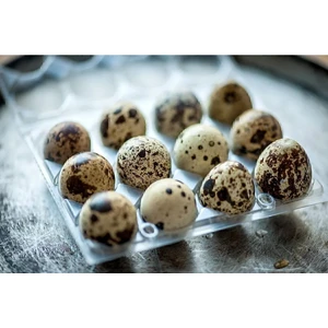 Kuluçkalık Bıldırcın Yumurtası 1 Paket 12 Adet