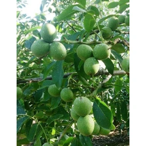 Turkuaz Fidancılık Chandler Ceviz Fidanı