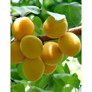 Turkuaz Fidancılık Şalak (Iğdır) Kayısı Fidanı
