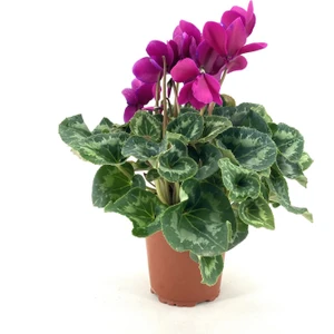 My Botanik Sıklamen Çiçeği-Fuşya