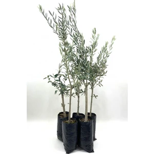 My Botanik Zeytin Fidanı (Gemlik Sofralık Zeytin) 2 Yaş (100-120 Cm)-5'li