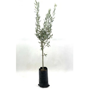 My Botanik Zeytin Fidanı (Gemlik Sofralık Zeytin) 2 Yaş (70-90 Cm)