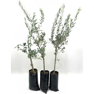 My Botanik Zeytin Fidanı (Gemlik Sofralık Zeytin) 2 Yaş (100-120 Cm)-3'lü