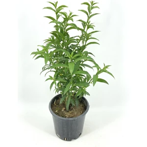 My Botanik Melisa Çiçeği 30-40 Cm-Gece Kokan