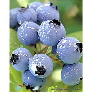 Turkuaz Fidancılık Blue Gold Yaban Mersini (Blueberry) Fidanı