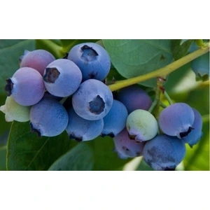 Turkuaz Fidancılık Jubilee Yaban Mersini (Blueberry) Fidanı