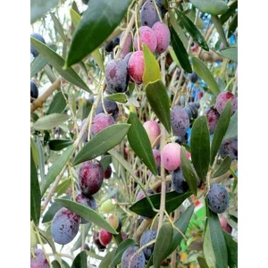 Turkuaz Fidancılık Memecik Zeytin Fidanı