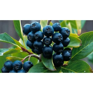 Turkuaz Fidancılık Aronya Fidanı