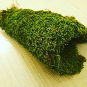 Trend Bahçe Doğal Yosun Çim Kaya Yosunu Gerçek Bitki Solmaz Bozulmaz Teraryum 30-20  cm