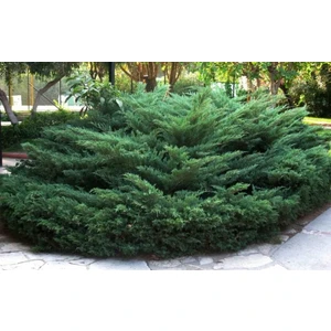 Saksıda Yayılıcı Ardıç Fidanı Boy 40-50 cm